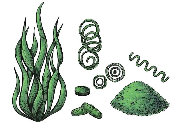 新大泽 | “未来的食物”螺旋藻不止于保健